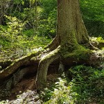 Baumwurzeln