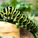 Schwalbenschwanz Raupe